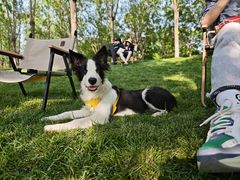 -爪吧宠物乐园 (温榆河示范区店)