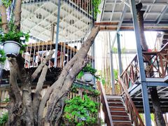 -Rainforest