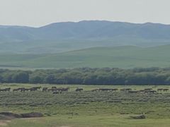 -山丹皇家马场