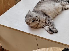 -猫咪派对(江南西店)