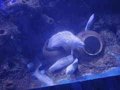 -石家庄海洋公园