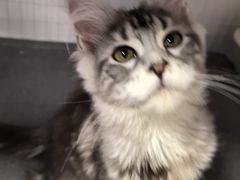 -宠爱国际动物医院· 猫科· 外科·中兽医(长白店)