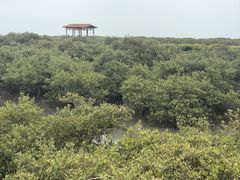 -北海金海湾红树林生态旅游区