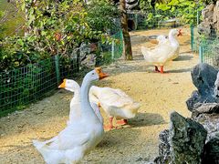 -广东圆玄道观