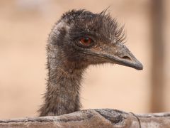 -青藏高原野生动物园