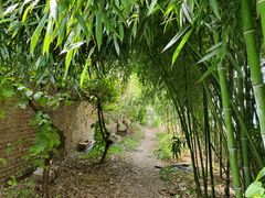 -呀路古热带植物园