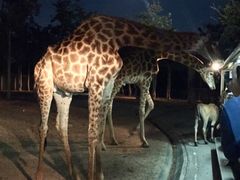 -清迈夜间动物园