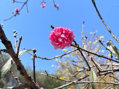 -天适樱花悠乐园