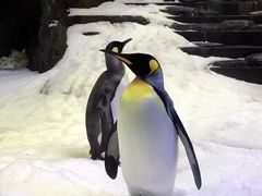 -悉尼海洋生物水族馆