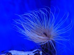 -上海海洋水族馆