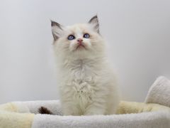 -Bastet sally猫舍购宠(静安店)