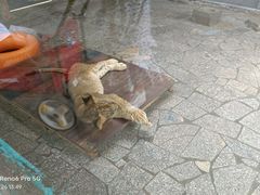 -上海野生动物园