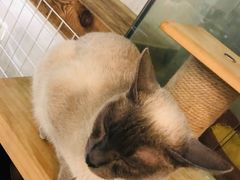 -吉丁鸟咖·异宠·寄养