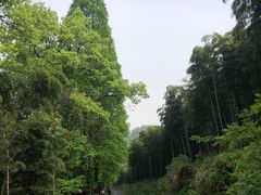 -东明山森林公园