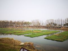 -洋湖国家湿地公园
