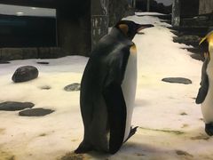 -悉尼海洋生物水族馆