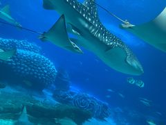 -珠海长隆海洋王国