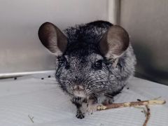 -瑞派·关忠动物医院·异宠专科·犬猫肿瘤·皮肤专科(望京店)