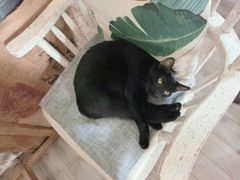-海边的猫和咖啡馆