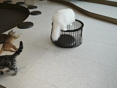 -飞行喵MR PILOT|猫舍·猫咖(静安大融城店)