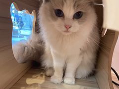 -猫咪派对(江南西店)
