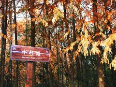 -上海海湾国家森林公园