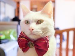 -猫咖时代(中山亭店)