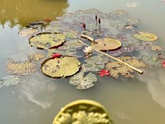 -中国科学院西双版纳热带植物园