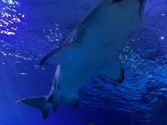 -瑞普利水族馆