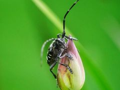 -陈家山荷花公园