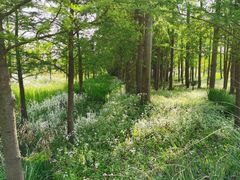 -上海长兴岛郊野公园