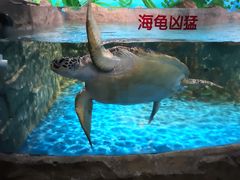 -石家庄海洋公园