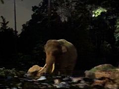 -夜间野生动物园