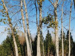 -永定河休闲森林公园