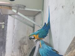 -青藏高原野生动物园