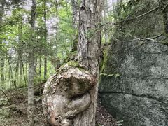 -汤旺河林海奇石景区