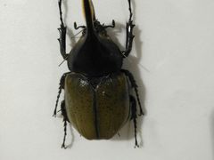 -上海昆虫博物馆