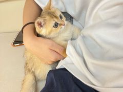 -lincat·猫舍(广州店)