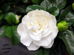 栀子花-大佛寺高级素食自助餐厅
