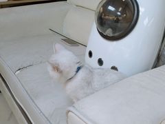 -lincat·猫舍(广州店)