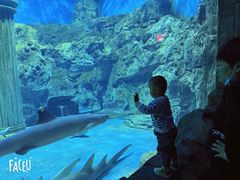 -芜湖新华联大白鲸海洋公园