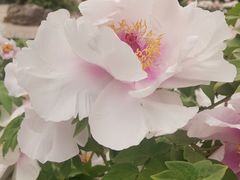 -石家庄市植物园