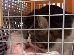 -艾贝尔宠物医院 ·中兽医·宠保定点(北门桥店)