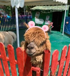 -萌宠亲子动物乐园(槐房万达店)