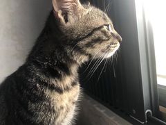 -伟伟宠物医院·CT影像中心·瑞派犬猫综合性门诊(汉口总院)