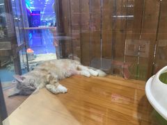 -龟与熊猫宠物公园(南坪店)