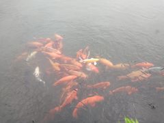 -西湖外事游船(花港观鱼码头)