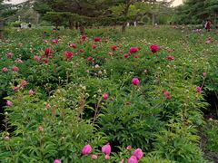 -长春公园(普阳街道)