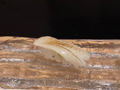 -元熹会席料理