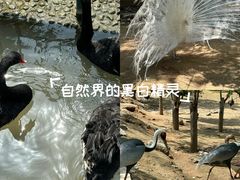 -五龙山野生动物王国